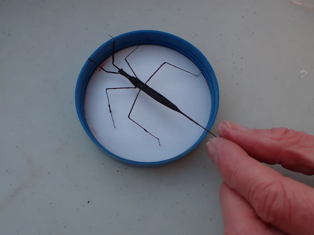 Water scorpion in blue container showing elongated body and long breathing tube