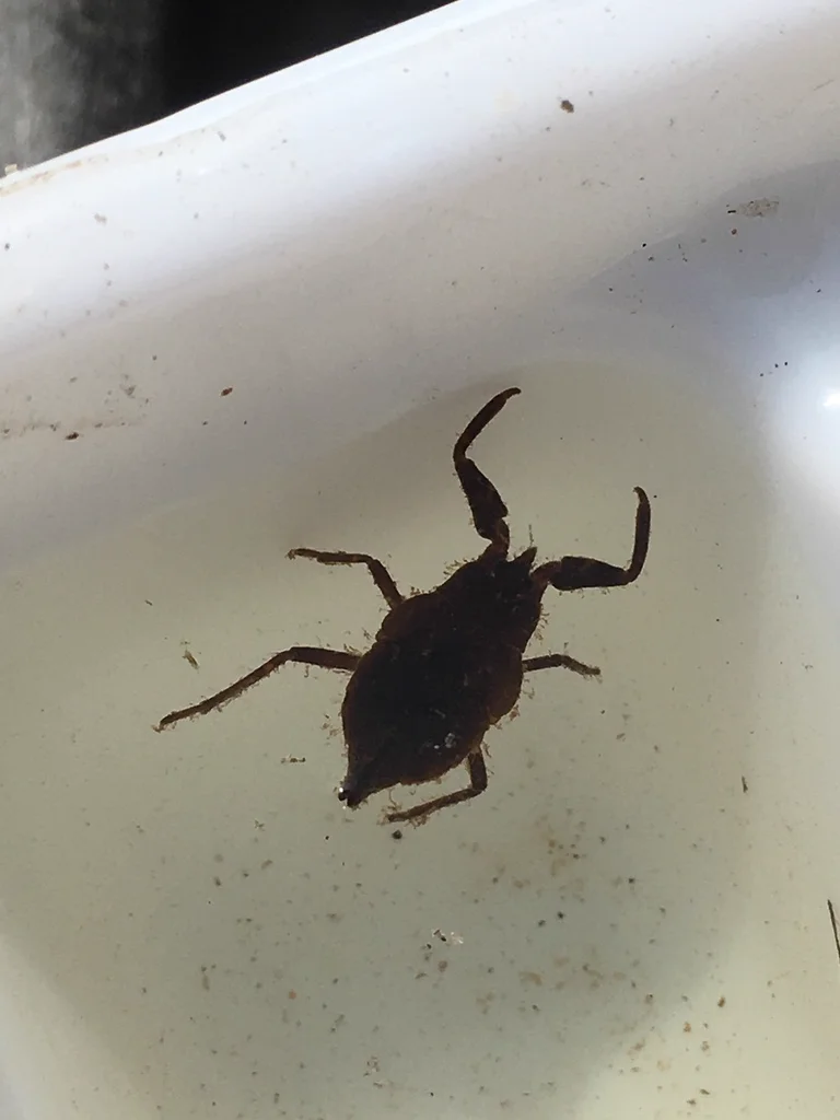North American water scorpion Nepa apiculata with oval flattened body in water