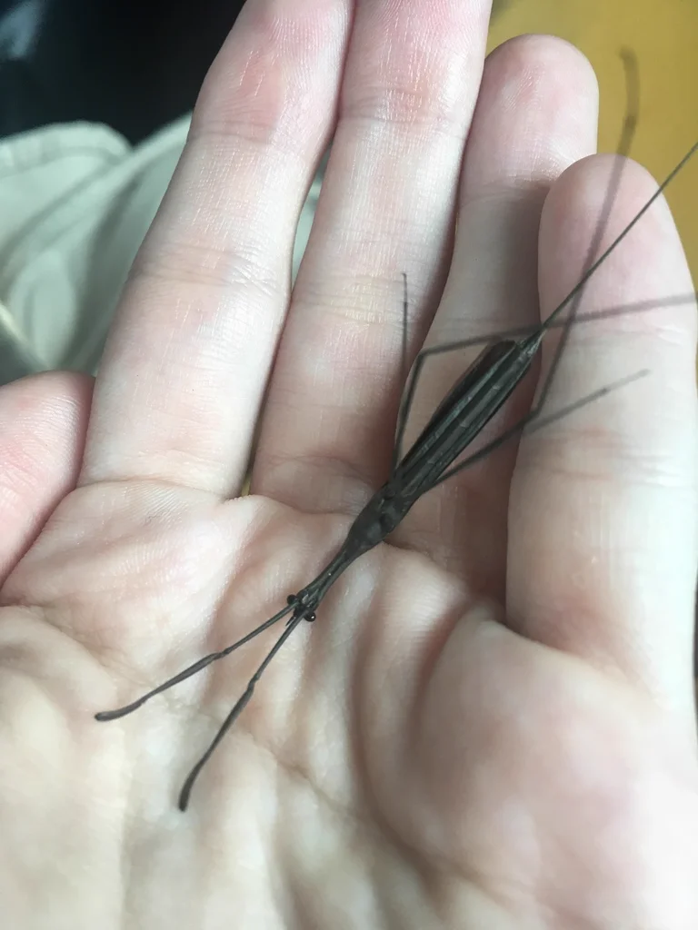 Water scorpion held in hand showing size comparison and breathing tube