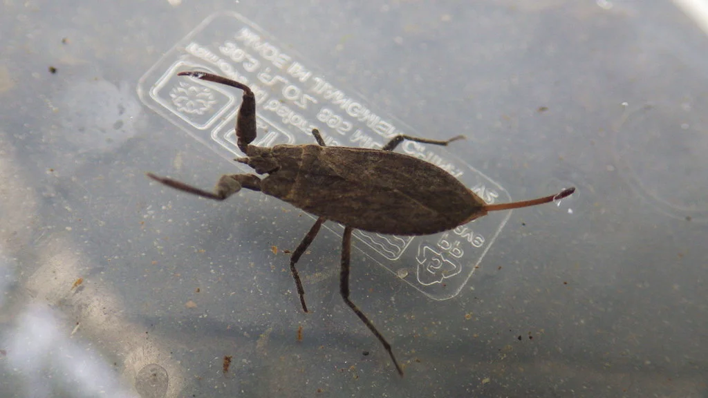 Flat oval-bodied water scorpion (Nepa) showing its distinctive body shape and raptorial legs