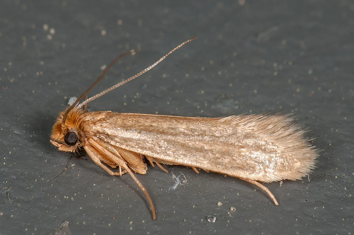 Webbing clothes moth with plain golden wings