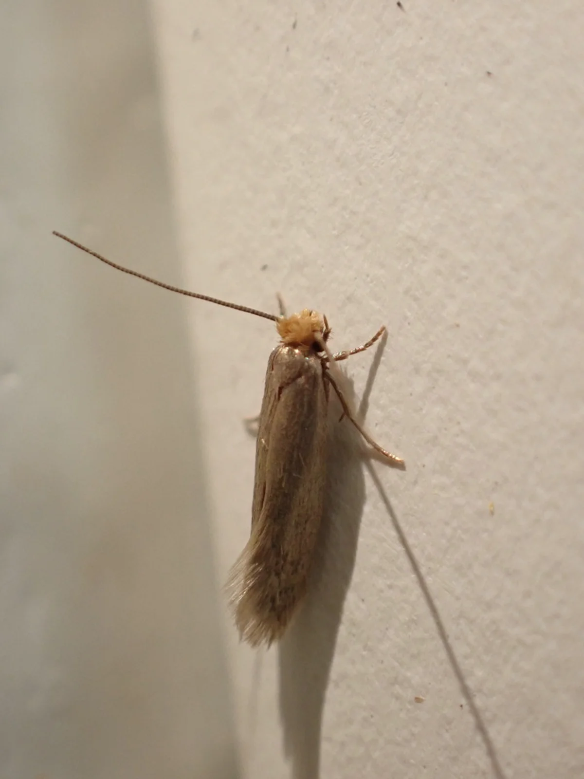 Webbing clothes moth resting on interior wall where homeowners commonly discover them