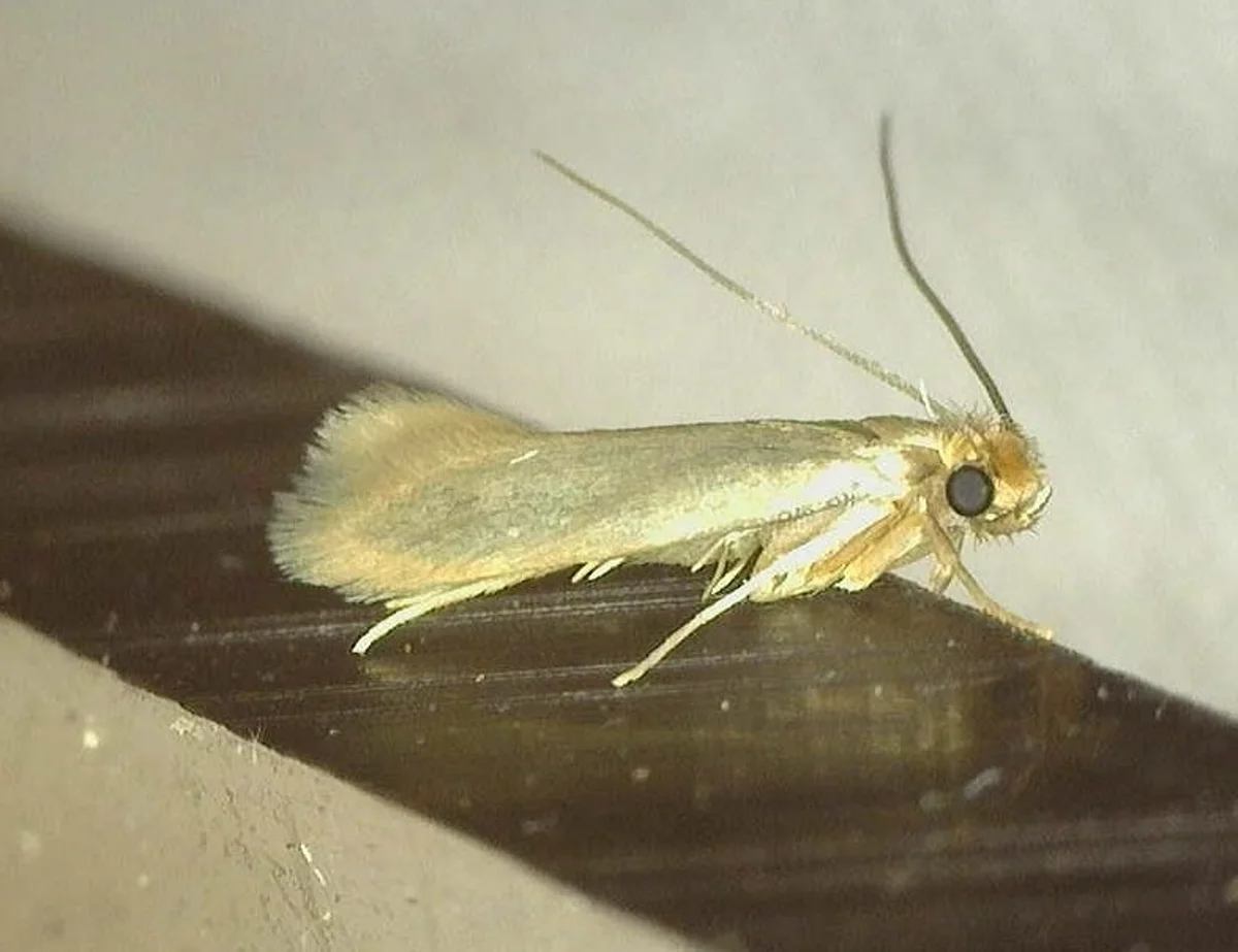 Side profile of webbing clothes moth on wood showing its slender body and wing positioning