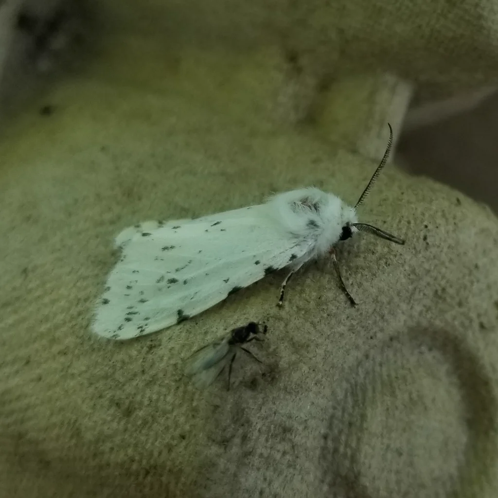 Adult fall webworm moth with white wings and black spots