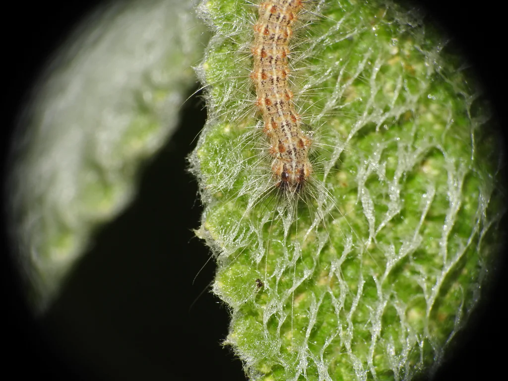 Webworm caterpillar with distinctive bristles feeding on leaf surface