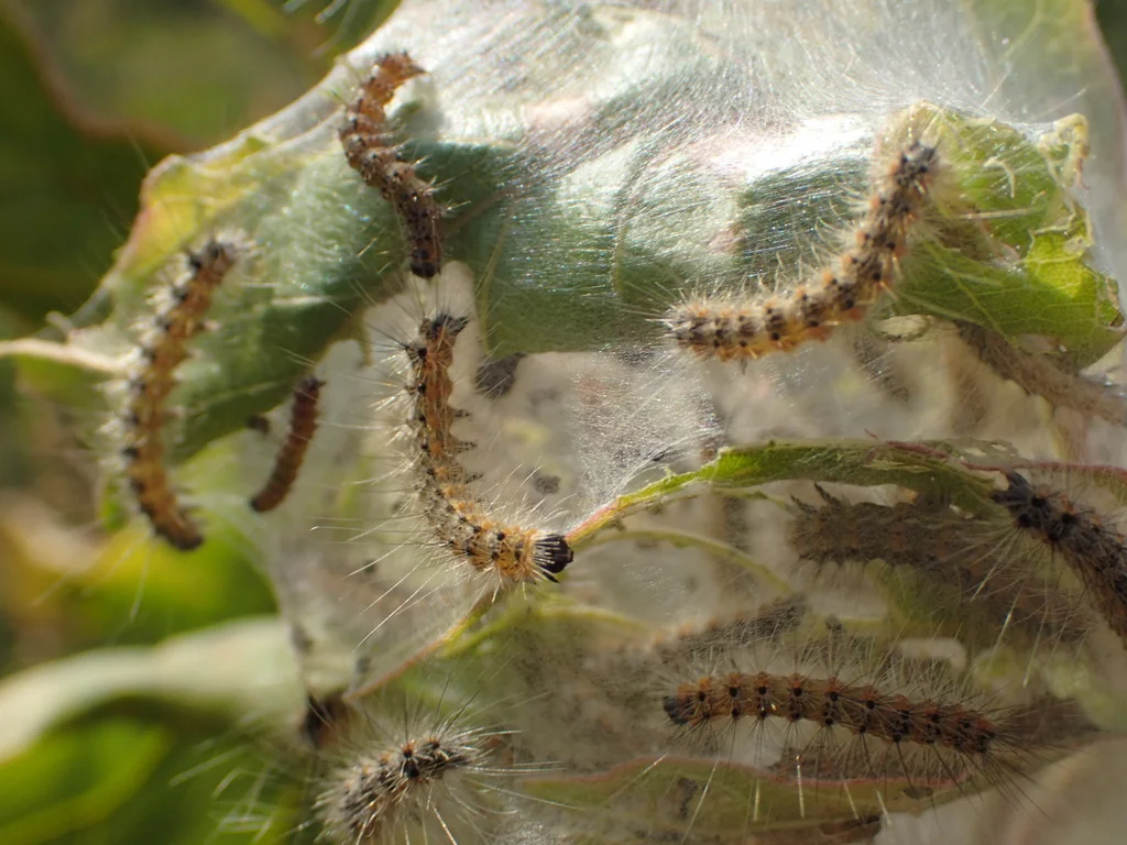 Multiple fall webworm caterpillars inside characteristic silken web nest