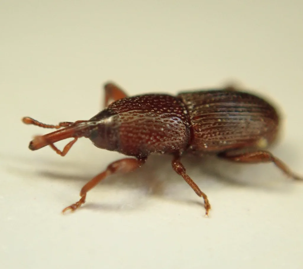 Granary weevil on a light surface showing detailed body structure and long snout