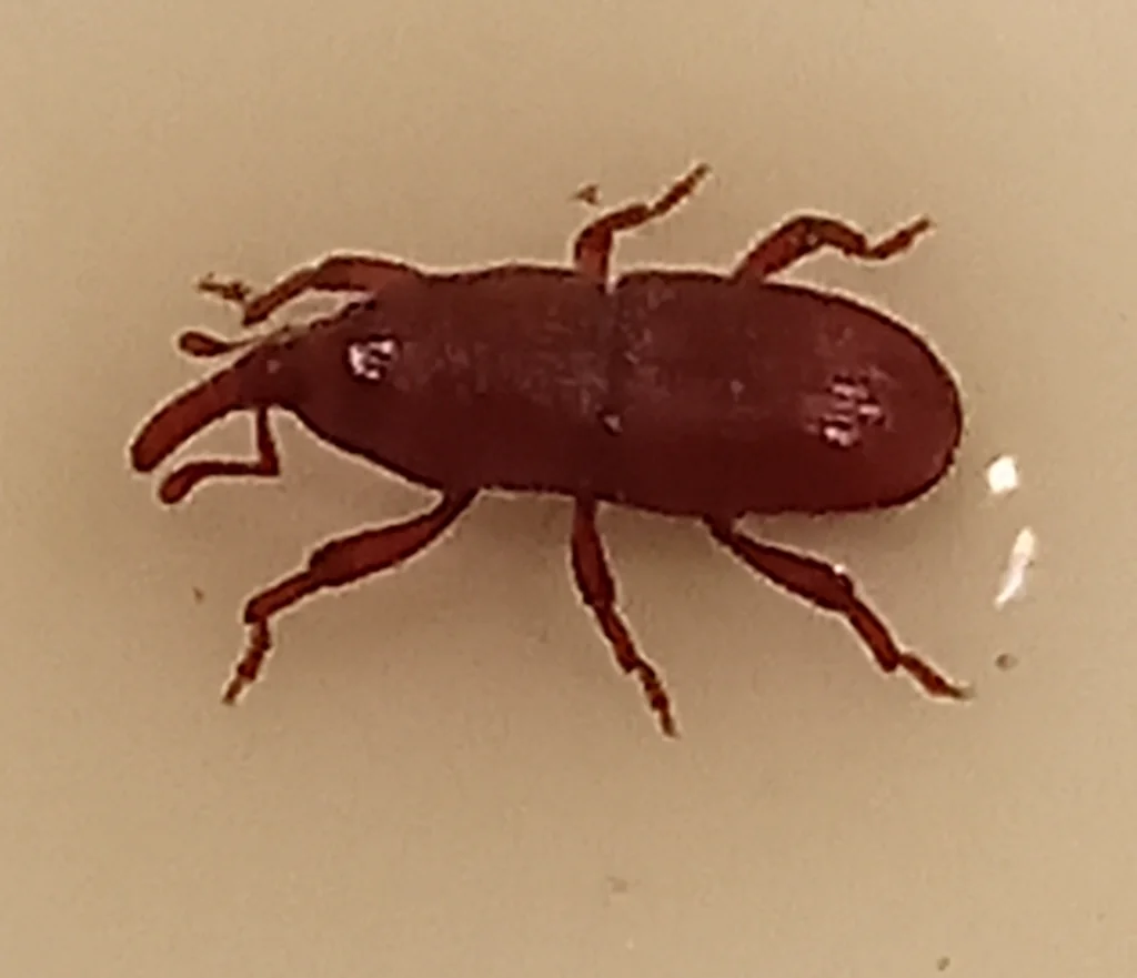 Top-down view of a granary weevil showing the dark reddish-brown body
