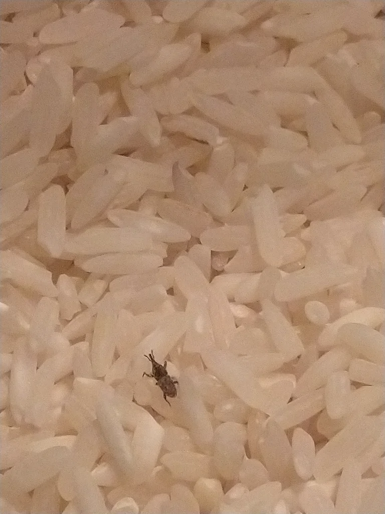 Rice weevil crawling among grains of white rice in a pantry
