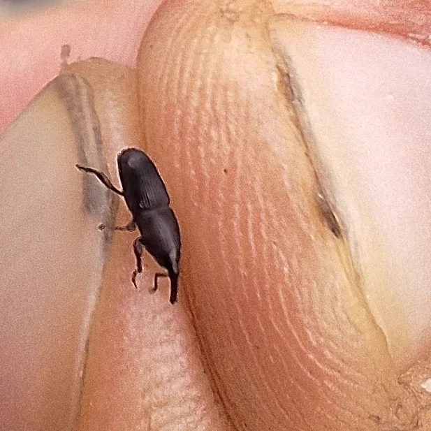 Granary weevil on a fingertip showing the small size of these pantry pests