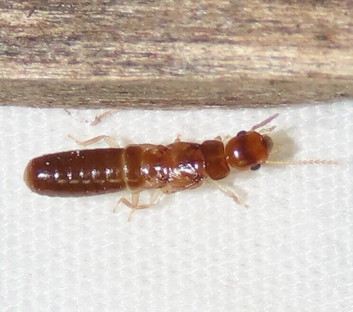 West Indian drywood termite worker with reddish-brown coloration on white surface