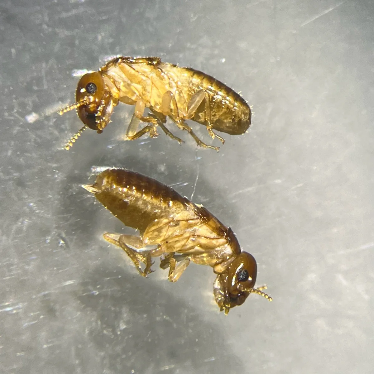 Two West Indian drywood termite alates showing wings and body structure