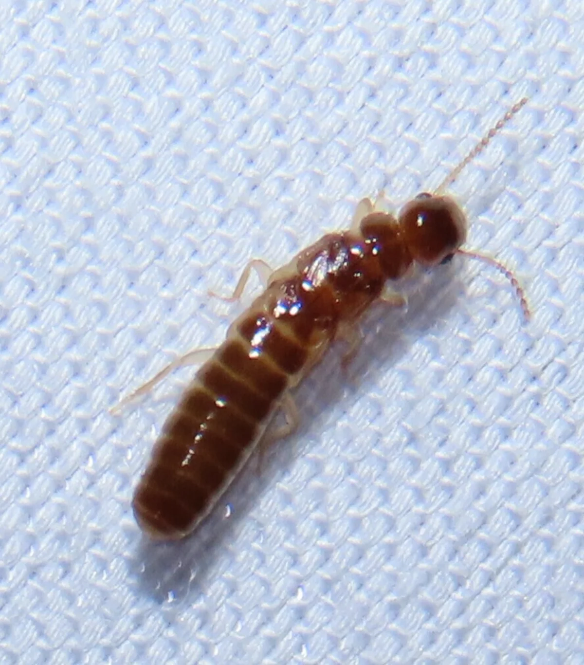 Close-up of West Indian drywood termite on textured surface