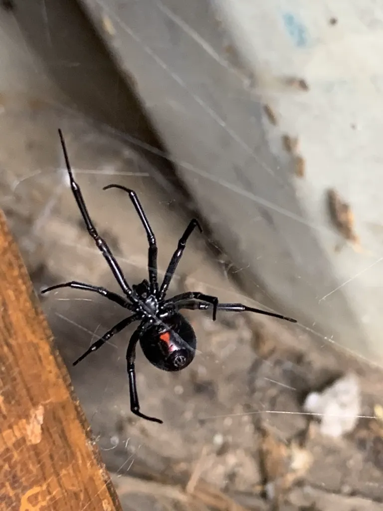 Western black widow spider hanging in web with red hourglass marking visible on underside