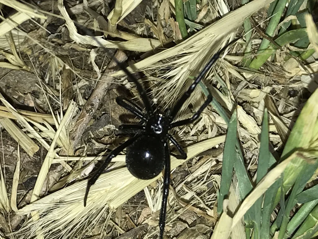 Western black widow spider on dry vegetation in natural outdoor habitat