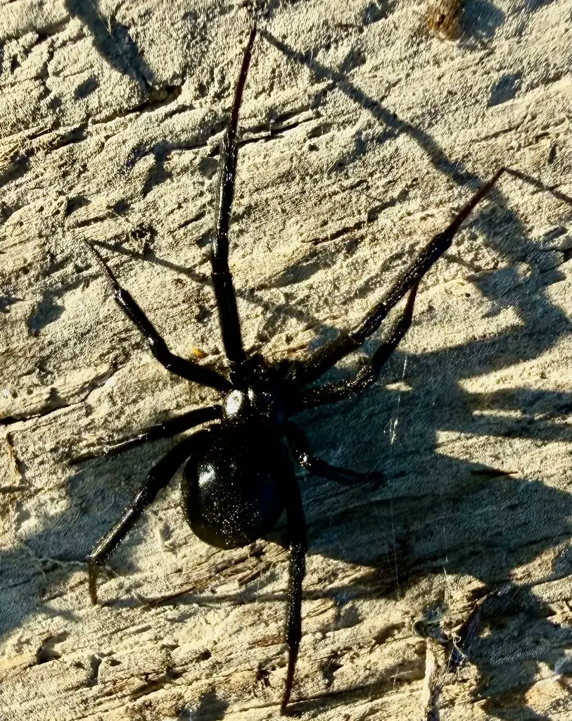 Western black widow spider on rough ground surface showing long black legs