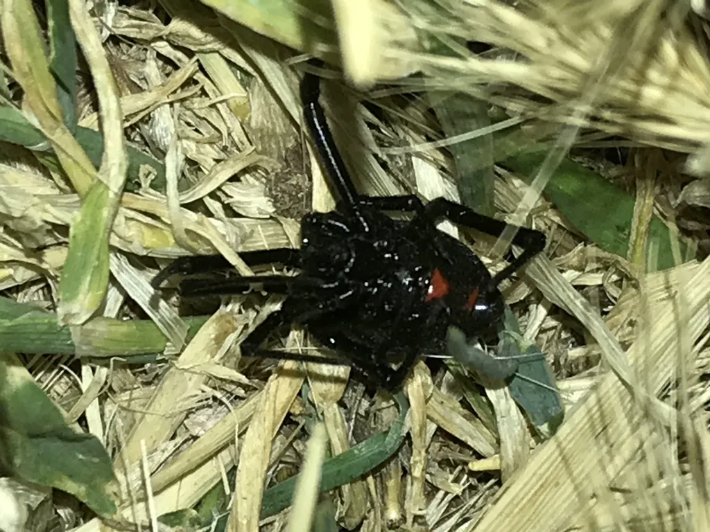 Western black widow spider in ground cover showing red dorsal markings