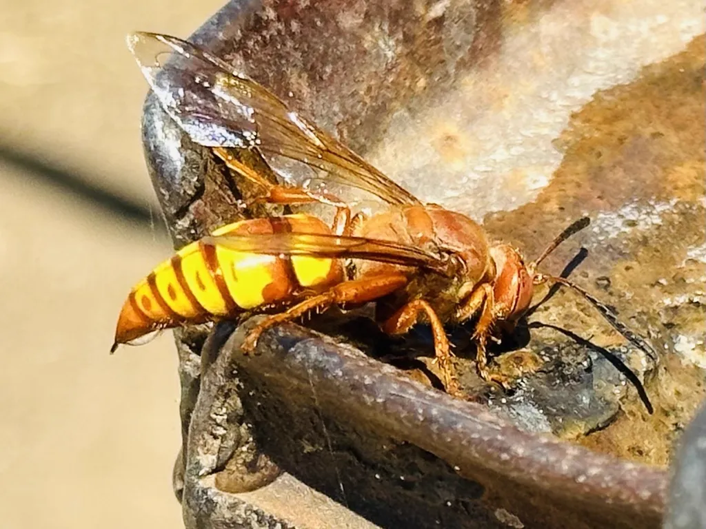 Side view of a western cicada killer wasp on a stone surface showing rufous coloration and amber wings