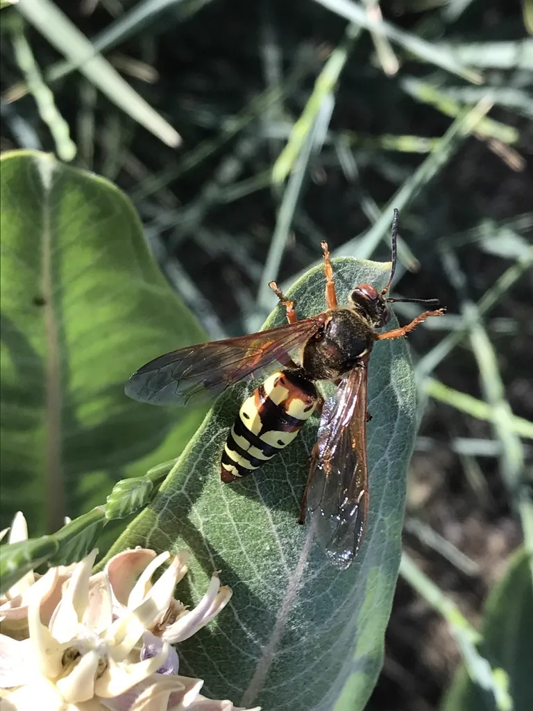 Western cicada killer wasp feeding on milkweed flowers displaying reddish-brown thorax and yellow markings