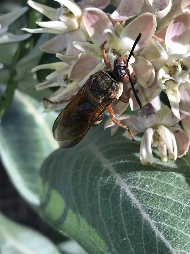 Western cicada killer wasp on flowering plant showing characteristic body shape and coloring