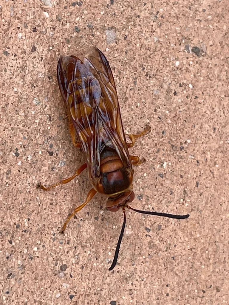 Top-down view of a western cicada killer wasp on concrete showing full body structure and amber coloration