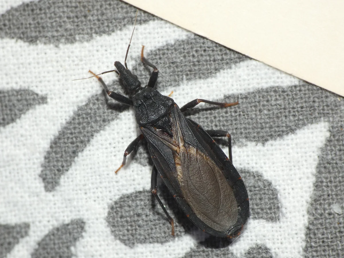 Western conenose bug on fabric showing detailed wing pattern