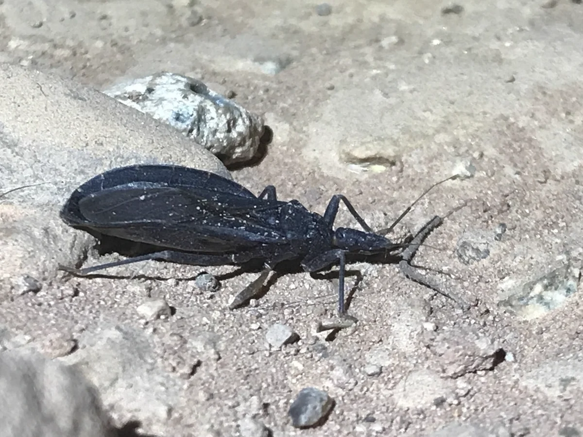 Side profile of western conenose bug on rocky ground