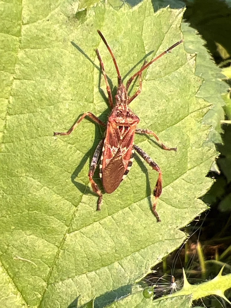 Western conifer seed bug nymph on a green leaf in natural habitat