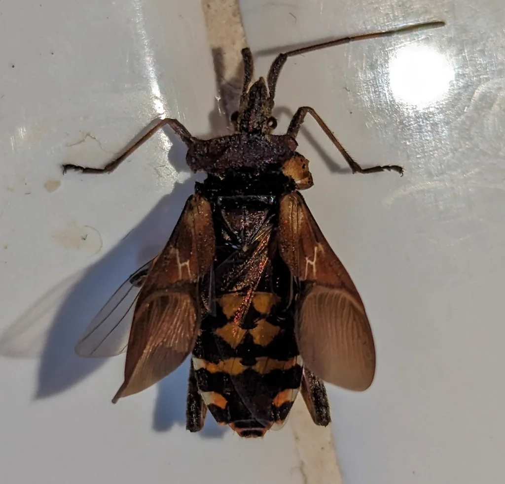Western conifer seed bug with wings extended showing yellow and black abdominal markings