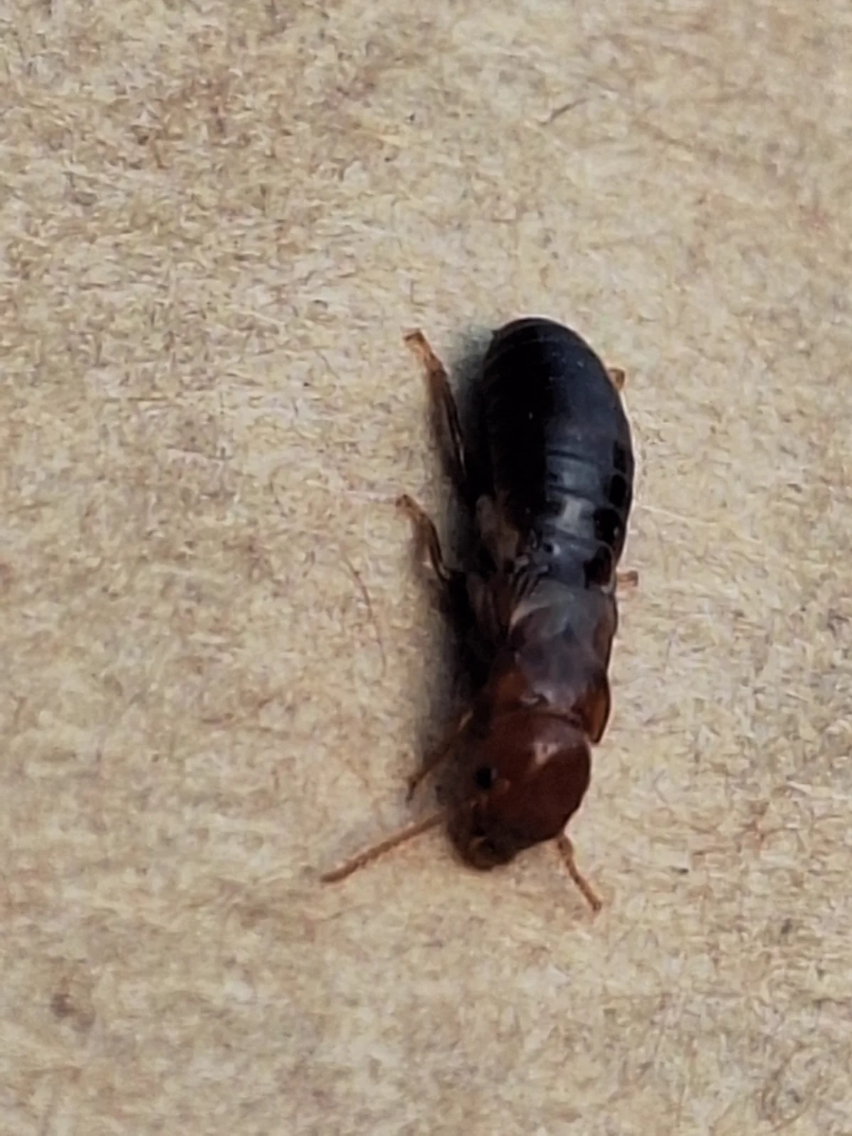 Western drywood termite soldier with enlarged head and visible mandibles
