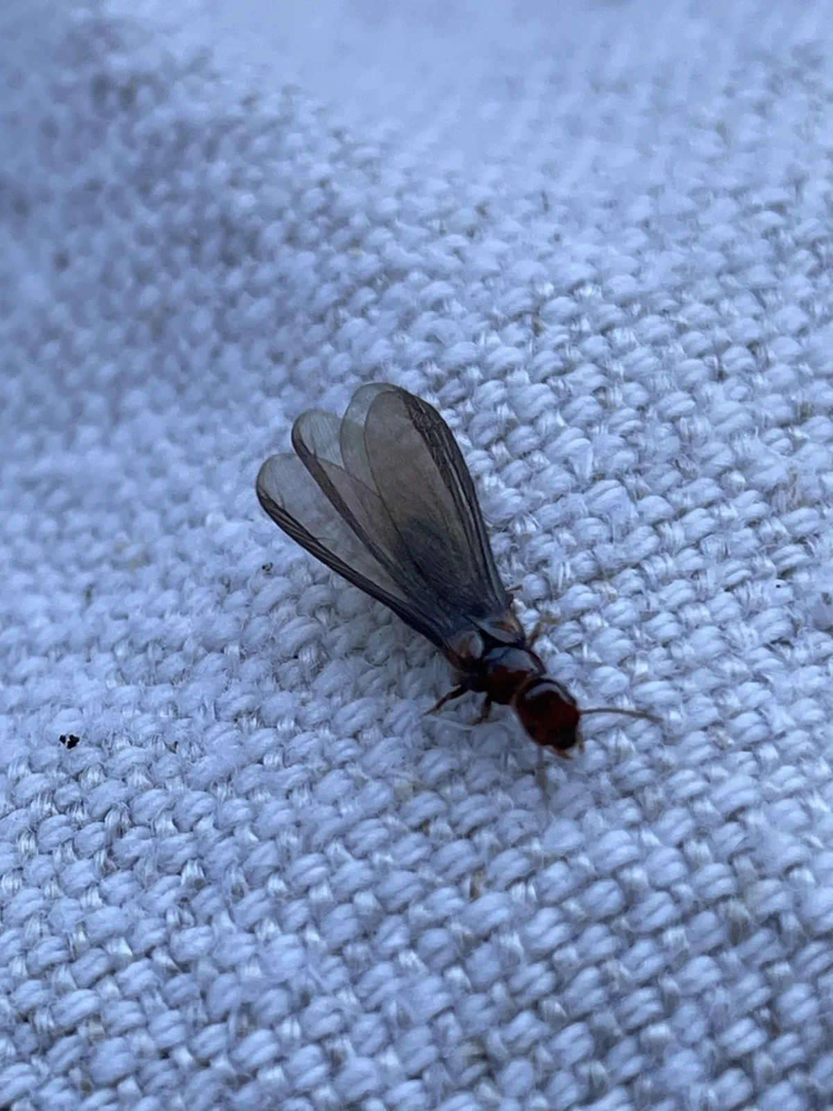 Western drywood termite winged swarmer on fabric showing wing detail