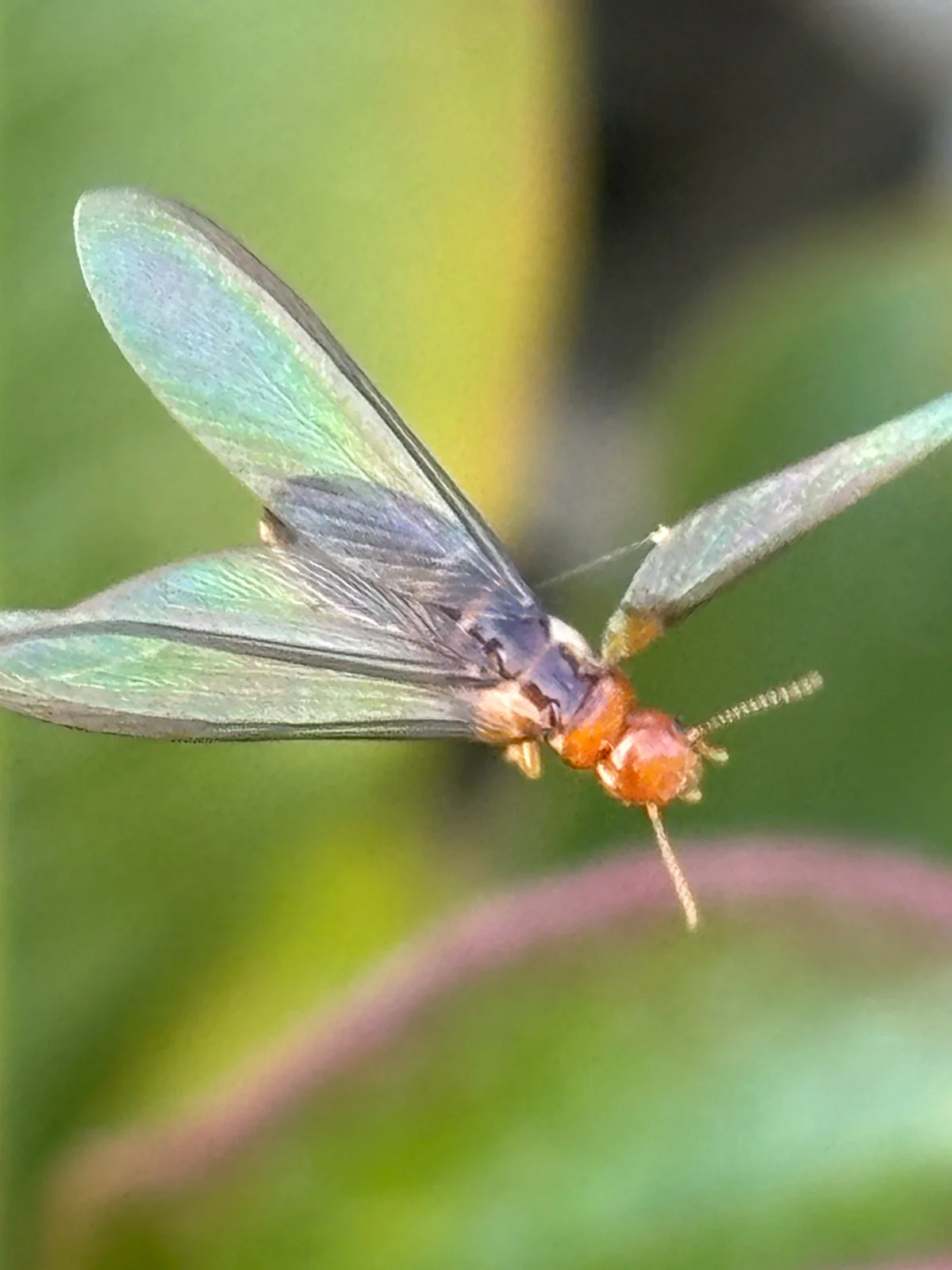 Winged western drywood termite reproductive showing orange body and translucent wings