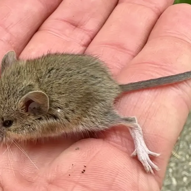 Western harvest mouse held in hand showing tawny brown fur and small body size