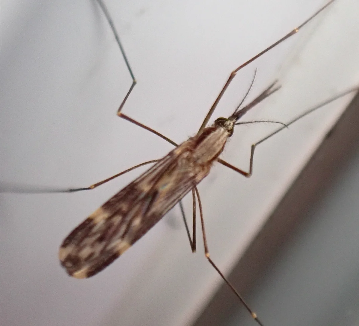 Western malaria mosquito displaying characteristic spotted wing pattern and raised abdomen