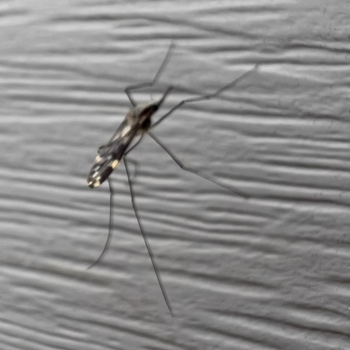 Western malaria mosquito resting on a textured surface showing full body profile
