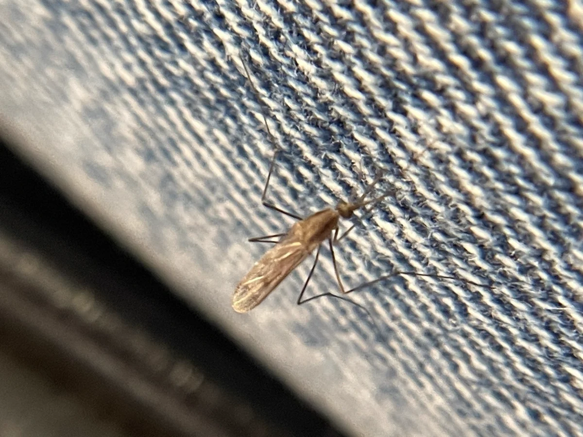 Western malaria mosquito on fabric showing typical resting posture with raised rear