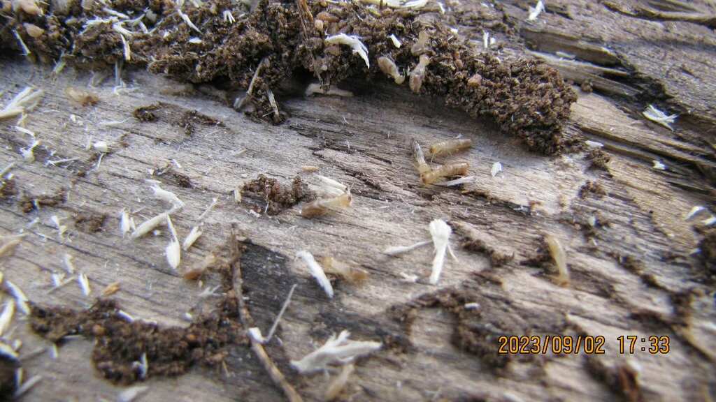 Western subterranean termites feeding on damaged wood showing typical gallery patterns