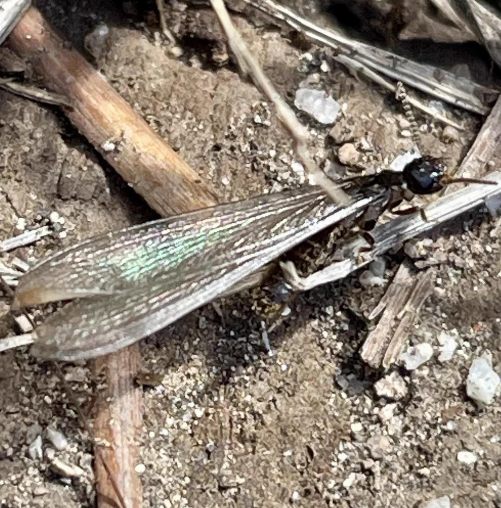 Western subterranean termite alate with iridescent wings in natural habitat