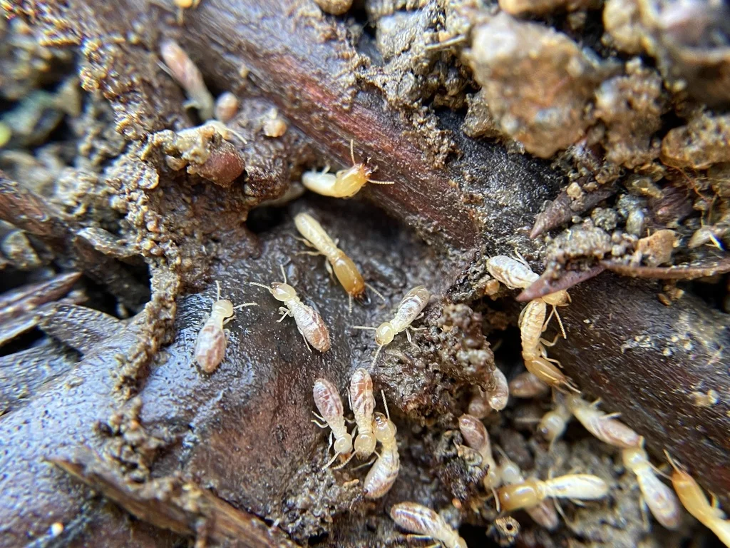 Western subterranean termite workers with creamy white bodies foraging in wood debris