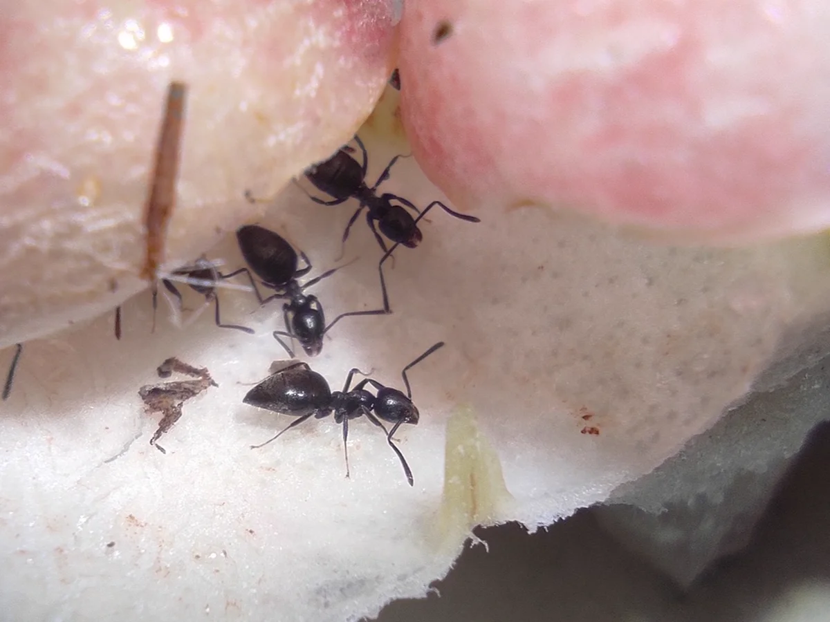Group of white-footed ant workers foraging together showing their dark bodies and pale tarsi