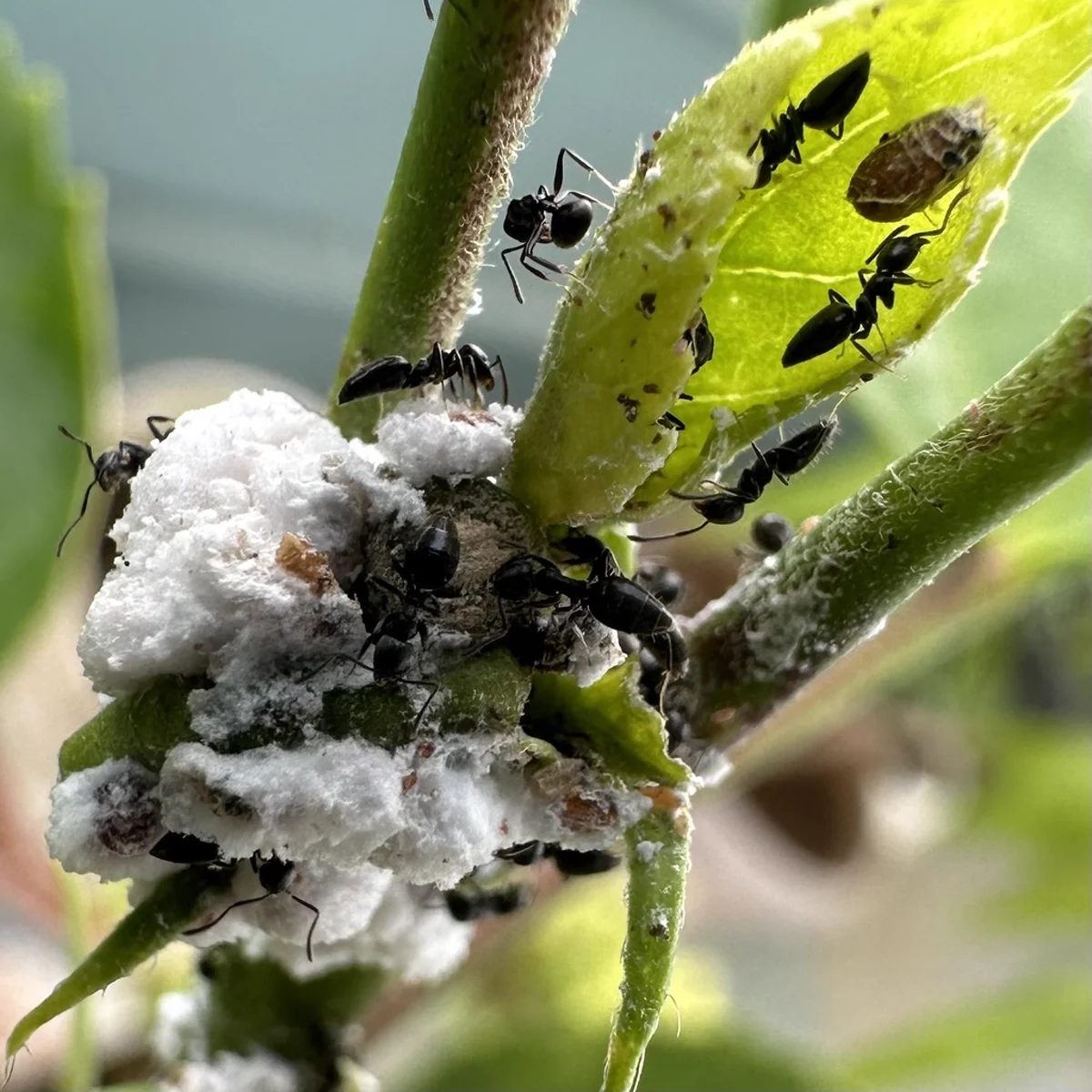 White-footed ants tending to scale insects on a plant stem, demonstrating their honeydew-feeding behavior