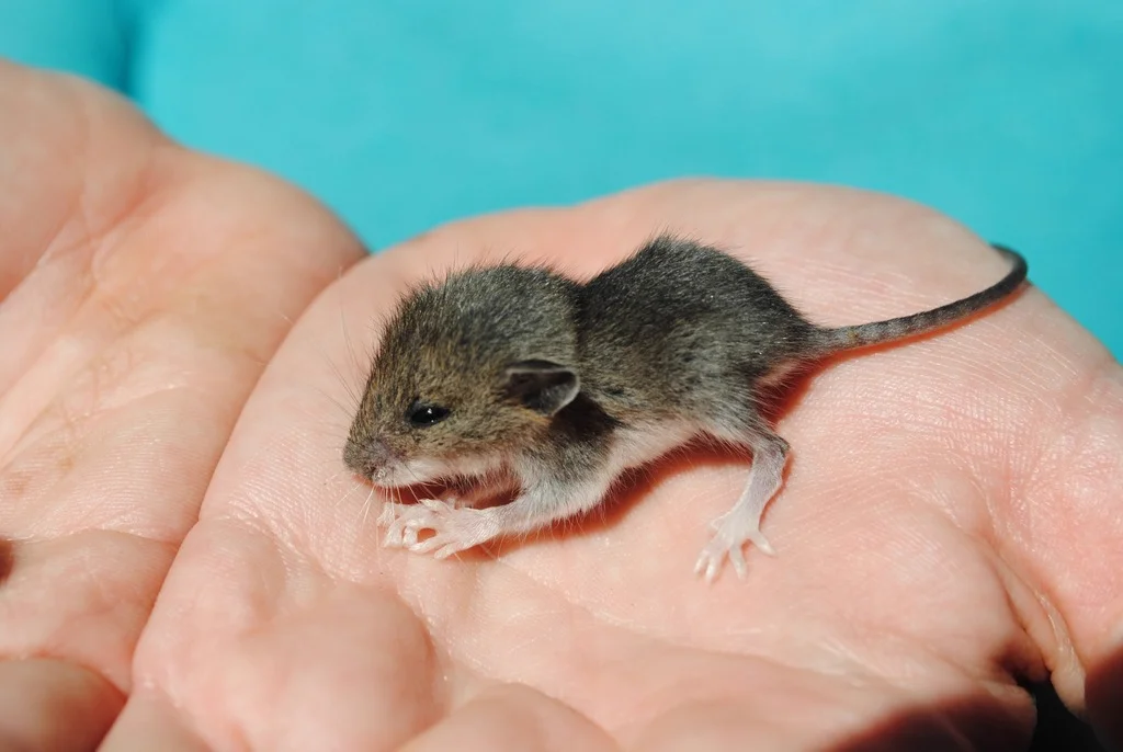 White-footed mouse held in hand showing size comparison and white underbelly
