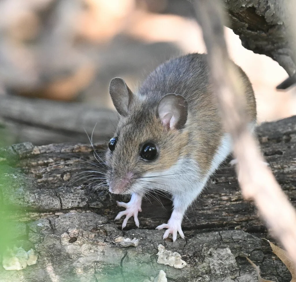 White-footed mouse perched on a fallen log in its natural woodland habitat