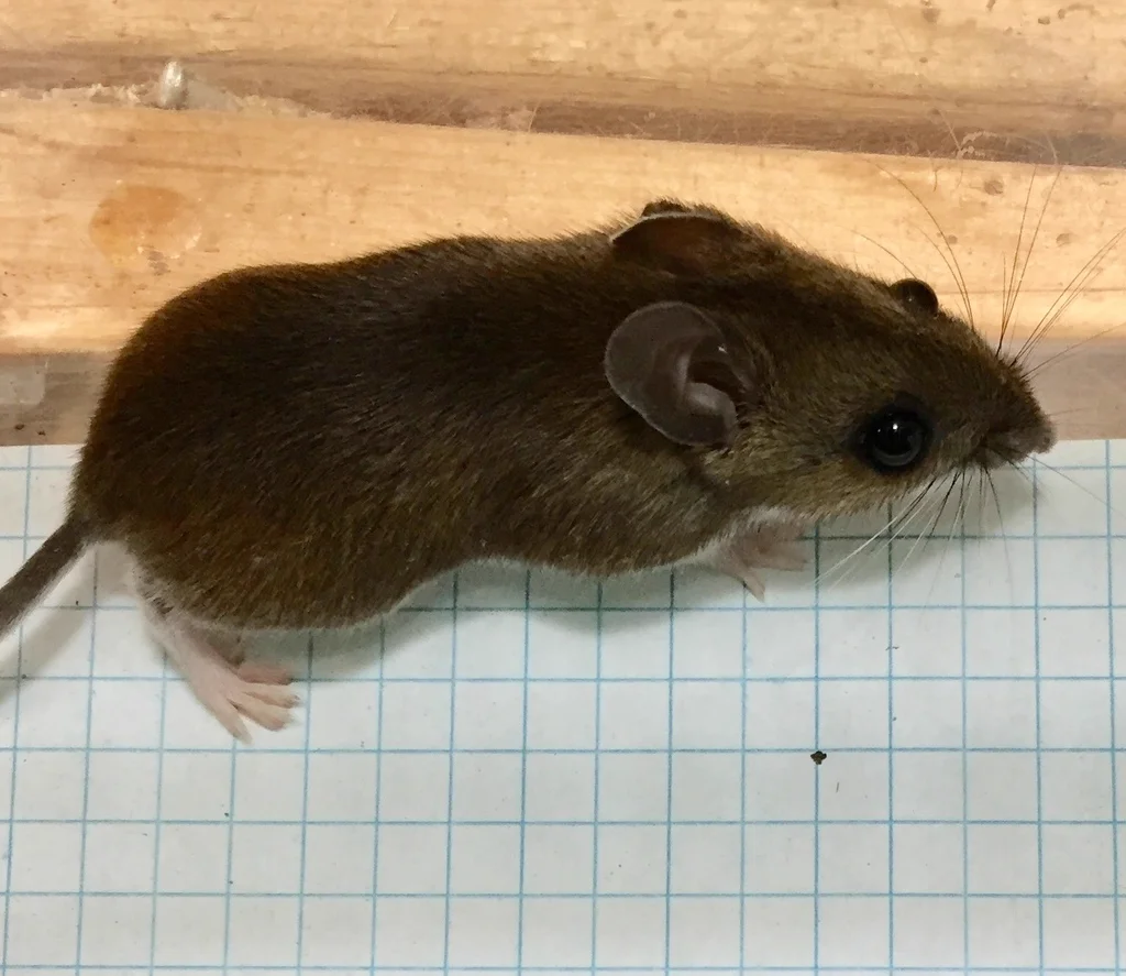 Side profile of a white-footed mouse displaying full body length and tail