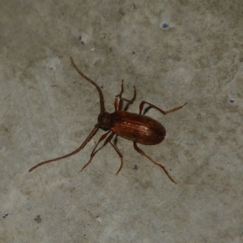 White-marked spider beetle walking across a concrete basement floor