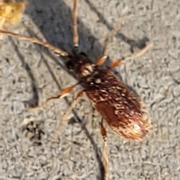 White-marked spider beetle on concrete with small white hair patches visible on its brown wing covers