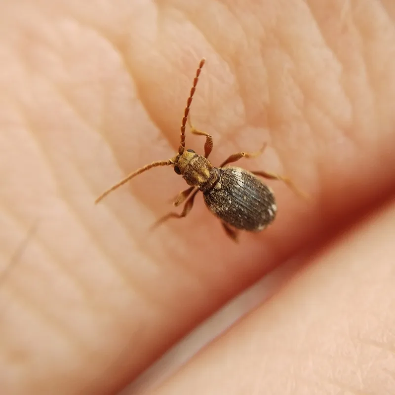 Rounder female white-marked spider beetle on a fingertip, showing how small the beetle is