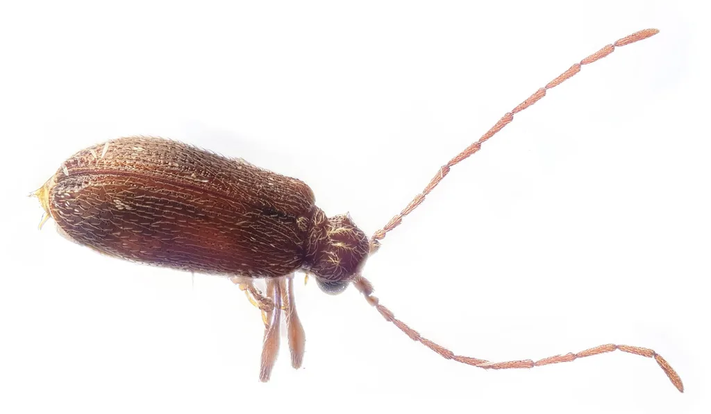 Side view of a white-marked spider beetle showing its long, thin legs and threadlike antennae