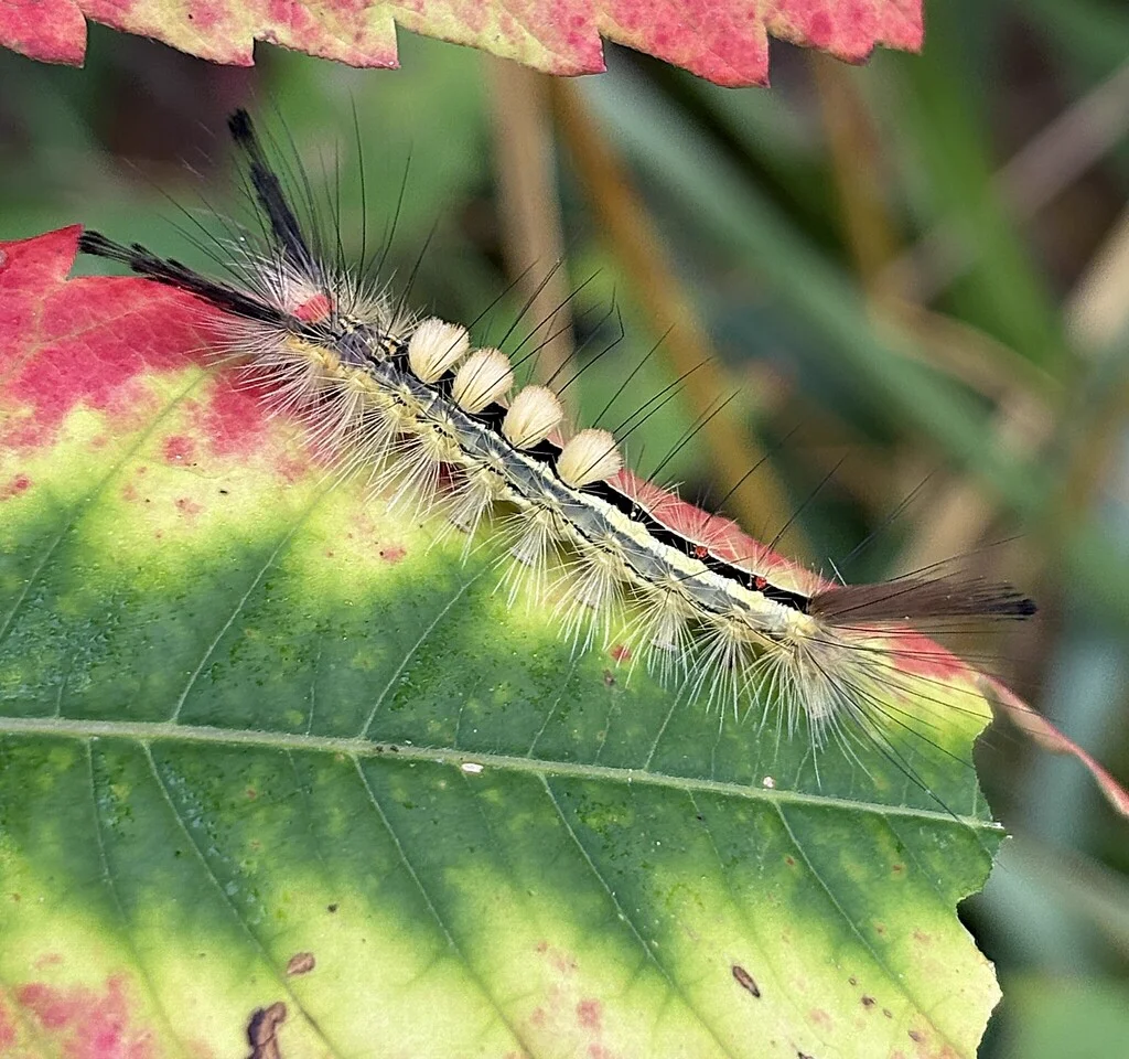 White-marked tussock moth caterpillar on a colorful fall leaf showing full body markings