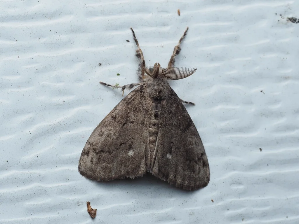 Adult male white-marked tussock moth with gray wings showing feathery antennae